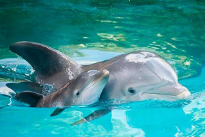 Która grupa odnosi się do dolphin? Która grupa odnosi się do dolphin?